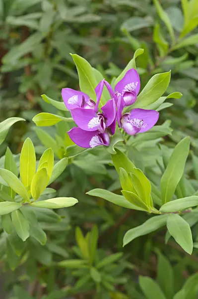 471086 - Myrtle-leaf milkwort (Polygala myrtifolia)