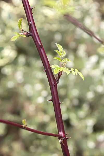 638326 - Mysore raspberry (Rubus niveus)