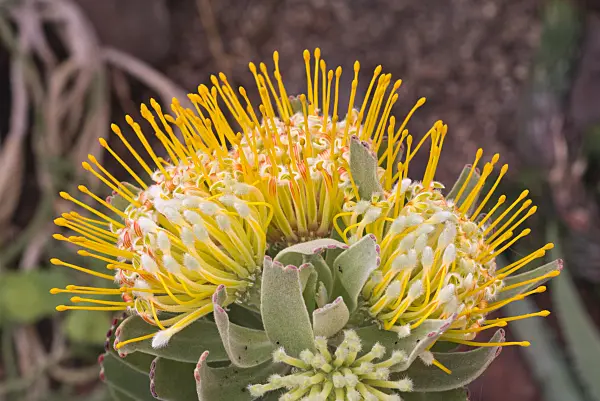 578035 - Nadelkissen (Leucospermum erubescens)