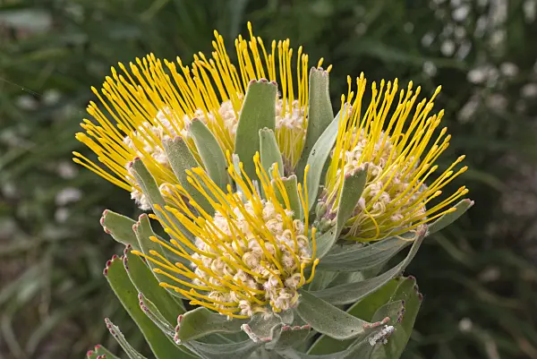 601016 - Nadelkissen (Leucospermum erubescens)