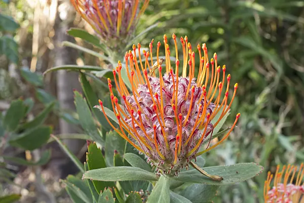 609066 - Nadelkissen (Leucospermum glabrum)