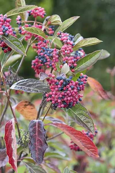 616351 - Naked viburnum (Viburnum nudum 'Brandywine')