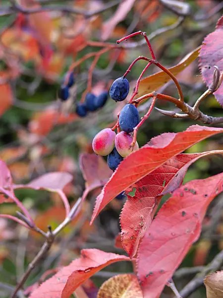 430201 - Nannyberry (Viburnum lentago)