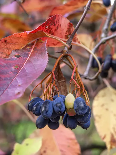 430202 - Nannyberry (Viburnum lentago)