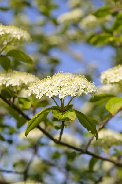 484183 - Nannyberry (Viburnum lentago)