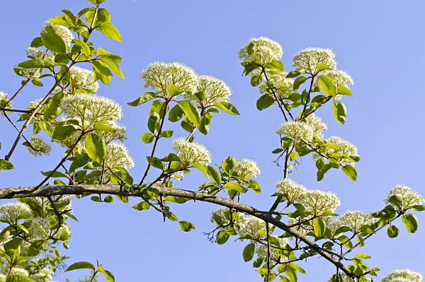 484184 - Nannyberry (Viburnum lentago)