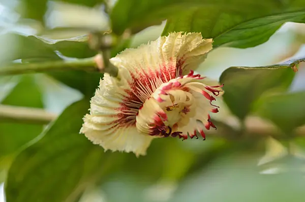 519008 - Napoleonaea vogelii