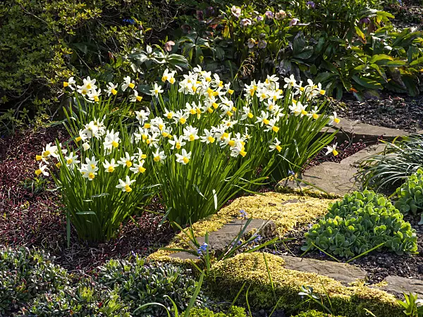 447052 - Narcisses (Narcissus)