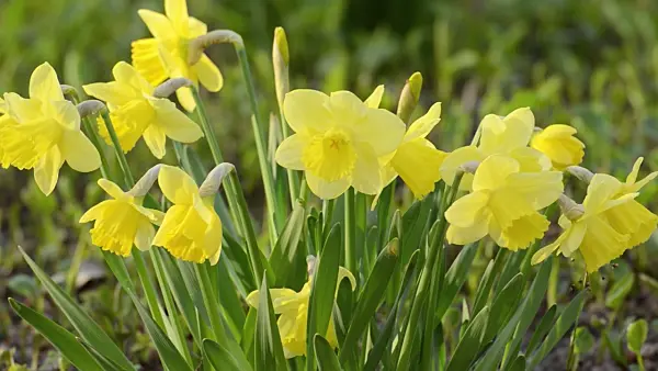 495108 - Narcisses (Narcissus)