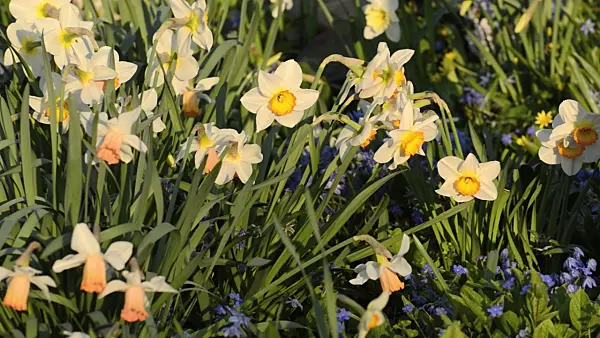 495296 - Narcisses (Narcissus)