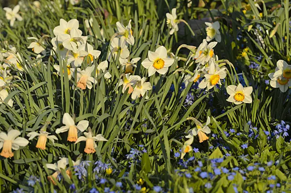 495204 - Narcisses (Narcissus) dans un jardin de plantes vivaces