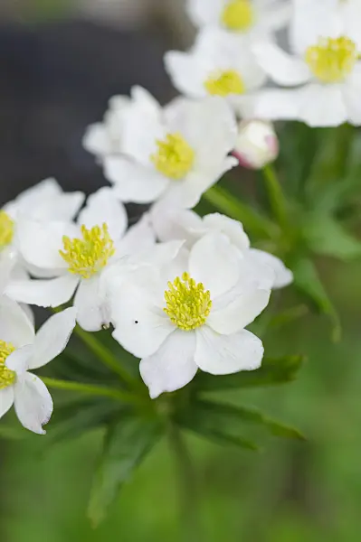 484195 - Narcissus-flowered anemone (Anemone narcissiflora)