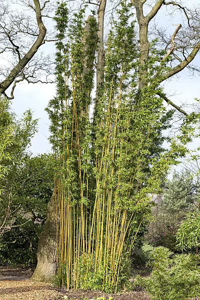 625379 - Narihira bamboo (Semiarundinaria fastuosa)