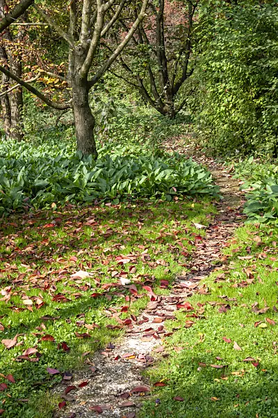 453062 - Narrow footpath in an autumnal park in the sunshine