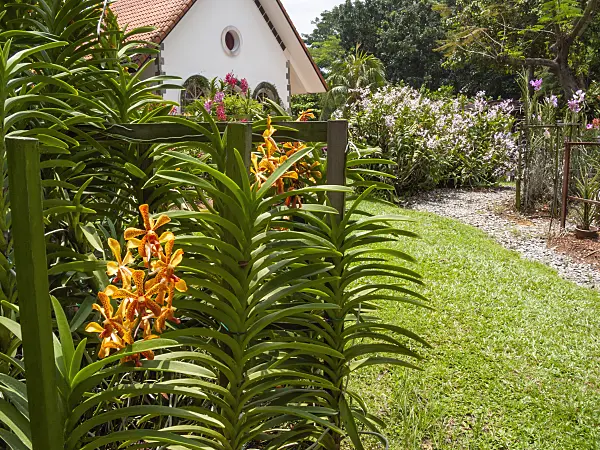 411123 - Narrow gravel path and Asian garden house in a flowering orchid garden