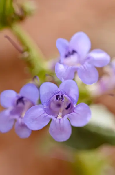 508300 - Narrow-leaf penstemon (Penstemon linarioides subspecies coloradoensis)