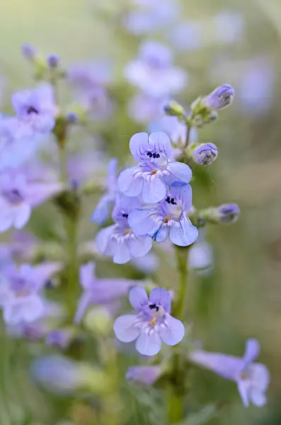 508389 - Narrow-leaf penstemon (Penstemon linarioides subspecies coloradoensis)