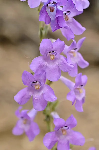 508406 - Narrow-leaf penstemon (Penstemon linarioides subspecies coloradoensis)