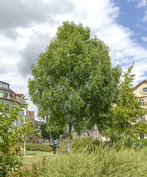 607052 - Narrow-leafed ash (Fraxinus angustifolia 'Raywood')