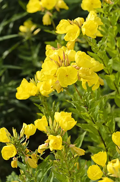 521143 - Narrow-leaved sundrops (Oenothera fruticosa 'Hohes Licht' syn. Oenothera tetragona 'Hohes Licht')