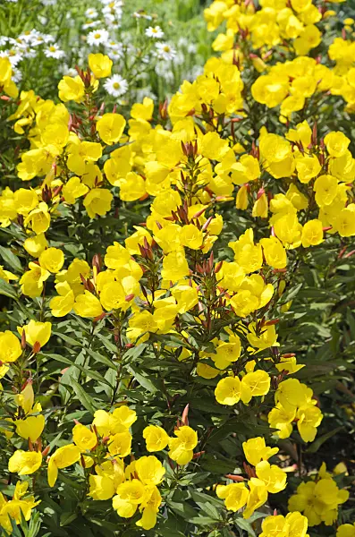 497055 - Narrow-leaved sundrops (Oenothera fruticosa 'Sonnenwende' syn. Oenothera tetragona 'Sonnenwende')