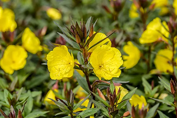 593150 - Narrow-leaved sundrops (Oenothera fruticosa 'Sonnenwende' syn. Oenothera tetragona 'Sonnenwende')