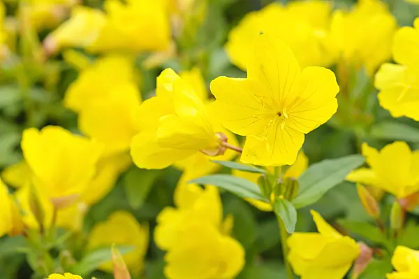 473161 - Narrow-leaved sundrops (Oenothera fruticosa subsp. glauca syn. Oenothera tetragona)