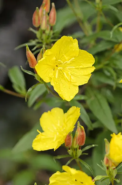 521456 - Narrow-leaved sundrops (Oenothera fruticosa 'Youngii' syn. Oenothera tetragona 'Youngii')