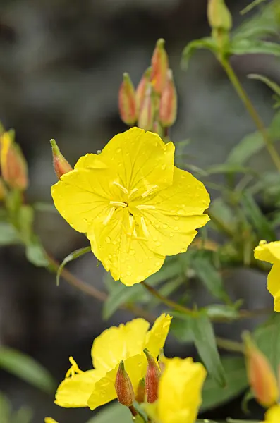 521457 - Narrow-leaved sundrops (Oenothera fruticosa 'Youngii' syn. Oenothera tetragona 'Youngii')