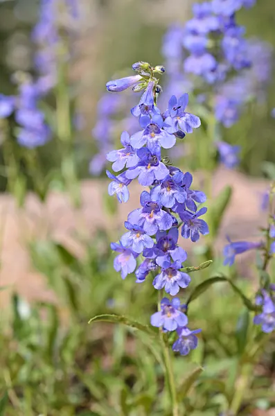 508255 - Narrowleaf beard tongue (Penstemon angustifolius)