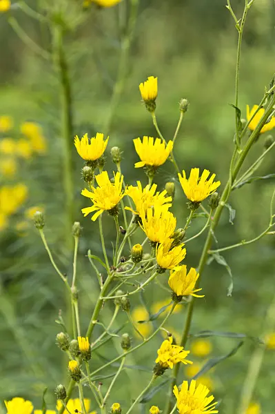 511108 - Narrowleaf hawkweed (Hieracium umbellatum)