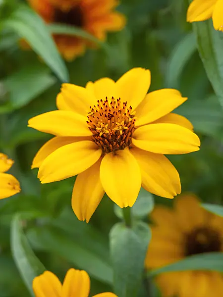 451024 - Narrowleaf zinnia (Zinnia angustifolia)