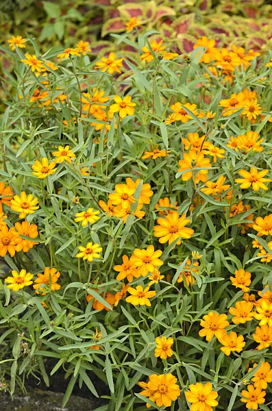 522086 - Narrowleaf zinnia (Zinnia angustifolia)