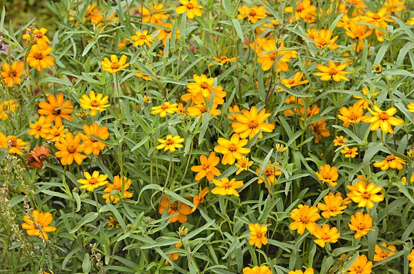 522087 - Narrowleaf zinnia (Zinnia angustifolia)