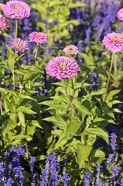 548079 - Narrowleaf zinnia (Zinnia angustifolia)