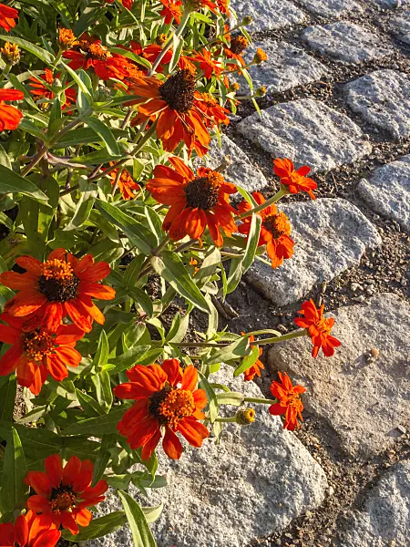 404064 - Narrowleaf zinnia (Zinnia angustifolia 'Amulette Orange')