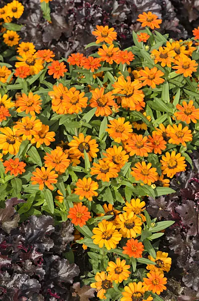 523044 - Narrowleaf zinnia (Zinnia angustifolia 'Amulette Orange')