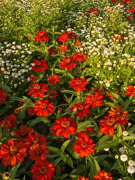 404018 - Narrowleaf zinnia (Zinnia angustifolia 'Amulette Orange') and feverfew (Tanacetum parthenium 'White Pompon')