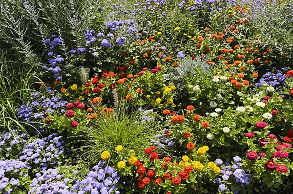 498132 - Narrowleaf zinnia (Zinnia angustifolia) and floss flower (Ageratum houstonianum)