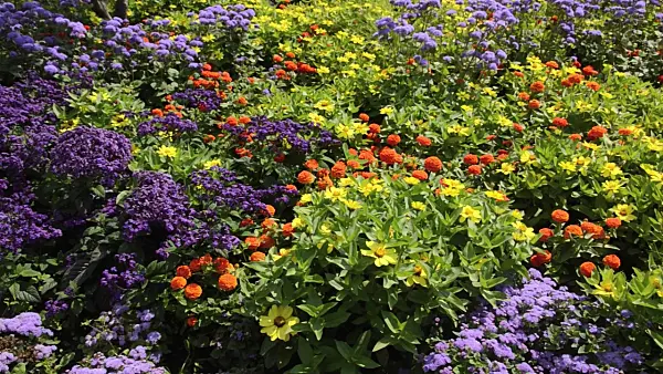 498146 - Narrowleaf zinnia (Zinnia angustifolia) and floss flower (Ageratum houstonianum)