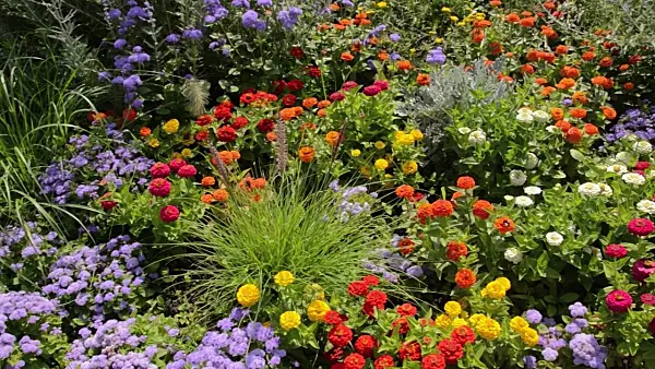 498149 - Narrowleaf zinnia (Zinnia angustifolia) and floss flower (Ageratum houstonianum)