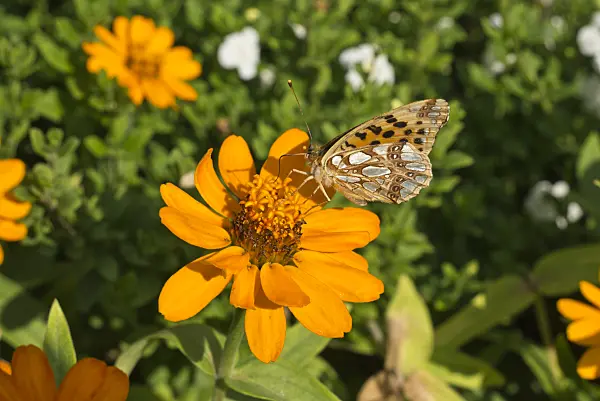 609010 - Narrowleaf zinnia (Zinnia angustifolia) and Queen of Spain fritillary (Issoria lathonia)