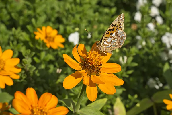 609011 - Narrowleaf zinnia (Zinnia angustifolia) and Queen of Spain fritillary (Issoria lathonia)