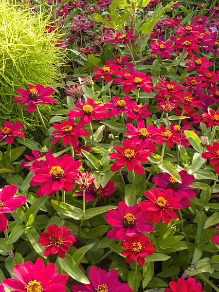 405023 - Narrowleaf zinnia (Zinnia angustifolia 'Profusion Cherry')