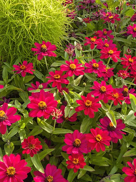405024 - Narrowleaf zinnia (Zinnia angustifolia 'Profusion Cherry')