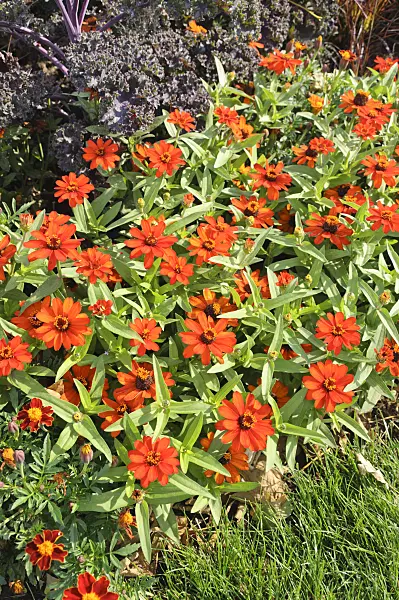 487063 - Narrowleaf zinnia (Zinnia angustifolia 'Profusion Orange')