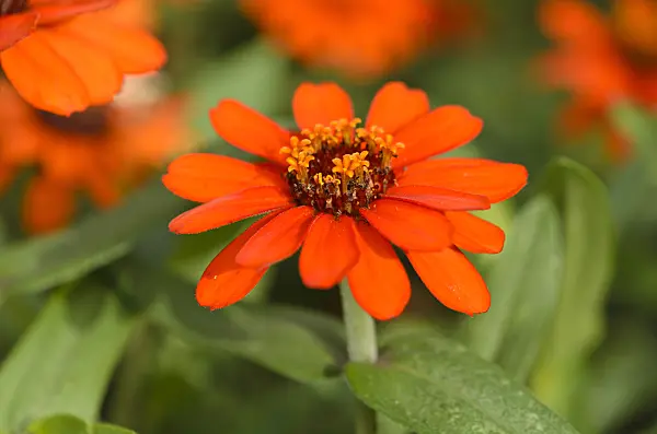 523038 - Narrowleaf zinnia (Zinnia angustifolia 'Profusion Orange')