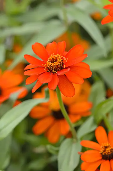 524075 - Narrowleaf zinnia (Zinnia angustifolia 'Profusion Orange')