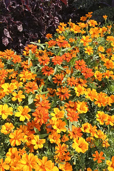 487065 - Narrowleaf zinnia (Zinnia angustifolia 'Profusion Orange') and marigolds (Tagetes)