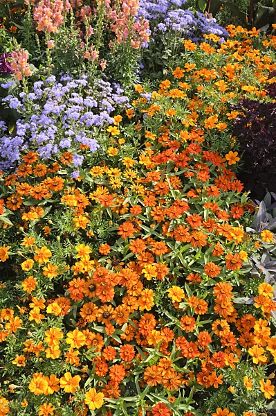 487066 - Narrowleaf zinnia (Zinnia angustifolia 'Profusion Orange'), marigolds (Tagetes), floss flowers (Ageratum) and snapdragons (Antirrhinum)
